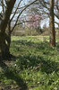 Spring flower garden