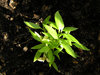 Ground and plant
