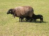 suckling sheep