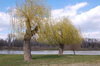 willow of spring