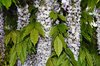 Wisteria