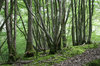 Eerie woodland