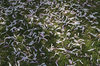Fallen petals