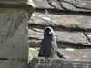 Jackdaw