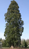 Big tree!