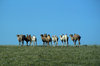 camels