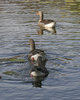 Greylag geese