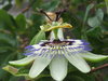 alien flowers