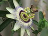 alien flowers