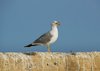 Angry gull