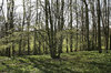 Greening trees