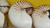 seashells displayed