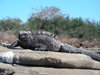 iguana
