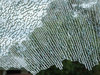 shattered glass,