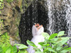 behind the waterfall