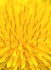 Dandelion macro
