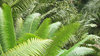 cycads