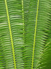 cycads