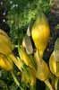 Skunk cabbage