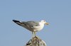 Vigilant gull