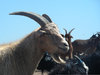 goats