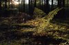 Fern