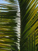 palm leaves
