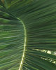palm leaves