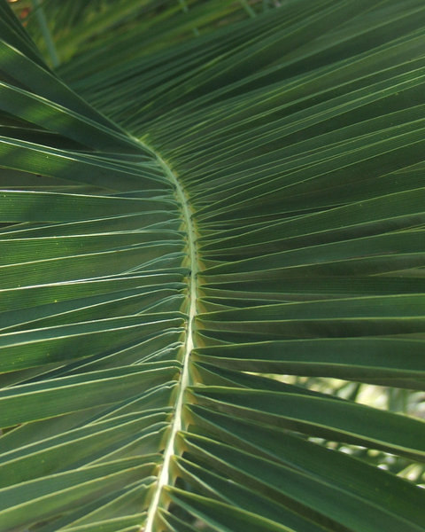 palm leaves: palm leaves
