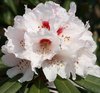 Rhododendron