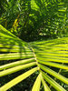 palm leaves