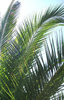 palm leaves