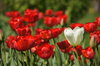 tulips