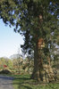 Parkland in evening light