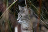 'Wild' cat