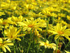 yellow margaritas