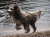 Bearded collie