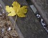 Leaf on bench