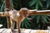 Little Monkey