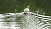 making ripples