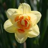 yellow daffodil
