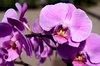Orchid
