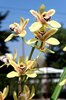 Orchid