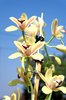Orchid