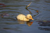 Duckling