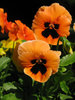 orange pansy