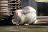 Rats outdoors