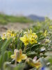 wild flowers