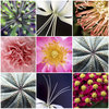 Flower collage