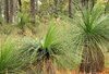 grass tree